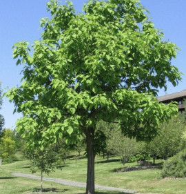 Catalpa ovata