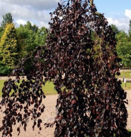 Fagus sylvatica `Purple Fountain`