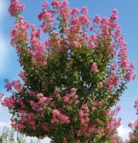 Lagerstroemia `Rosea Grassi`