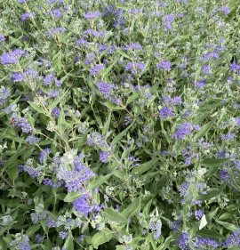 Caryopteris x clandonensis `Heavenly Blue`