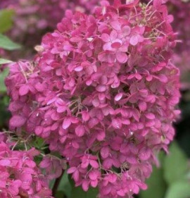 Hydrangea paniculata `Pinkachu`