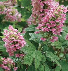Hydrangea quercifolia `Gatsby Pink`