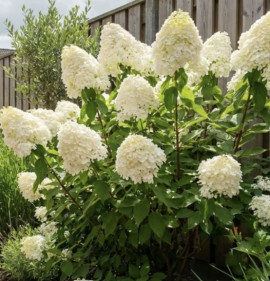 Hydrangea paniculata `Phantom`