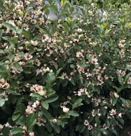 Michelia laevifolia x figo `White Caviar`