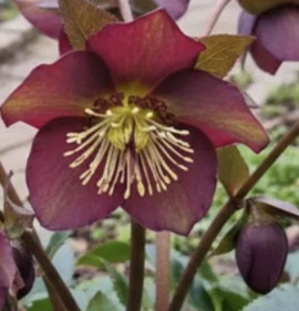 Helleborus orientalis `Star of Passion`