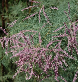 Tamarix `Pink Cascade`