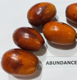 Ziziphus jujuba `Abundance`