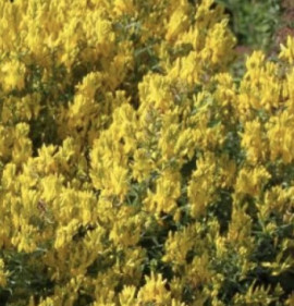 Genista tinctoria `Royal Gold`