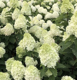 Hydrangea paniculata `Limelight Prime`