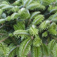 Abies amabilis