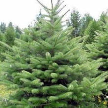 Abies bornmuelleriana 