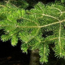 Abies bornmuelleriana 