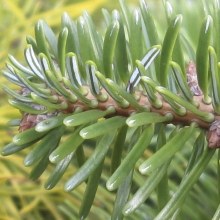 Abies bornmuelleriana 