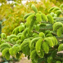 Abies cephalonica `Meyer`s Dwarf`