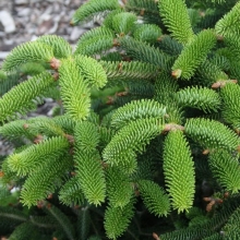 Abies cephalonica `Meyer`s Dwarf`