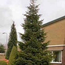 Abies equi-trojani