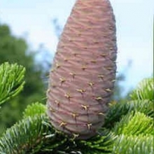 Abies equi-trojani