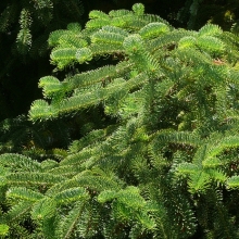 Abies equi-trojani