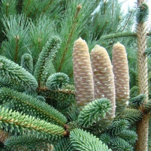 Abies numidica 