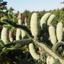 Abies numidica 