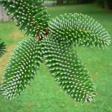 Abies numidica 