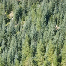 Abies procera