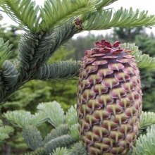 Abies procera