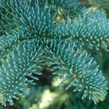 Abies procera