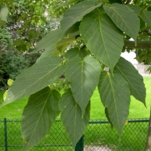 Acer grosseri 