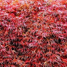 Acer palmatum `Crimson Queen`