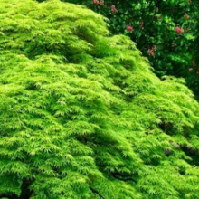 Acer palmatum `Emerald Lace`