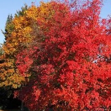 Acer tataricum 