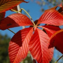 Aesculus glabra `October Red`