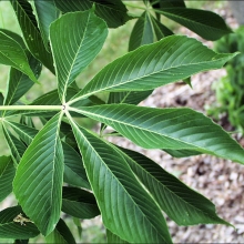 Aesculus glabra `October Red`