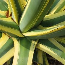 Agave americana 'Variegata'