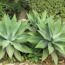 Agave attenuata