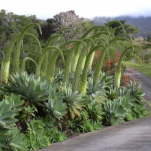 Agave attenuata