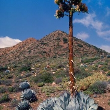 Agave parryi