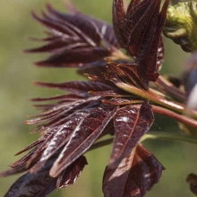 Ailanthus altissima `Hongye` (Purple Dragon)