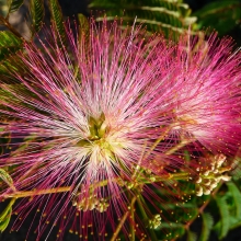 Albizia julibrissin `Pompadour`