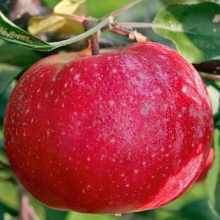 Malus domestica `Red Love Era`