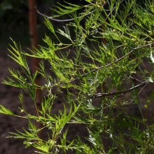 Alnus glutinosa `Imperialis`