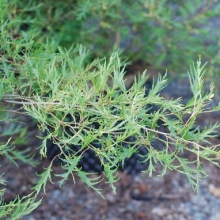 Alnus glutinosa `Imperialis`