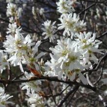 Amelanchier canadensis `Rainbow Pillar` (Glennform)