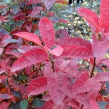 Amelanchier canadensis `Rainbow Pillar` (Glennform)