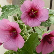 Anisodontea capensis `El Rayo`