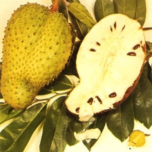 Annona muricata