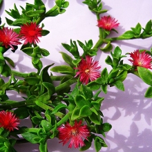 Aptenia cordifolia