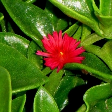 Aptenia cordifolia