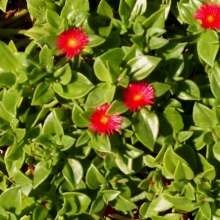 Aptenia cordifolia